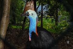 0112 Cairns Tropical Zoo